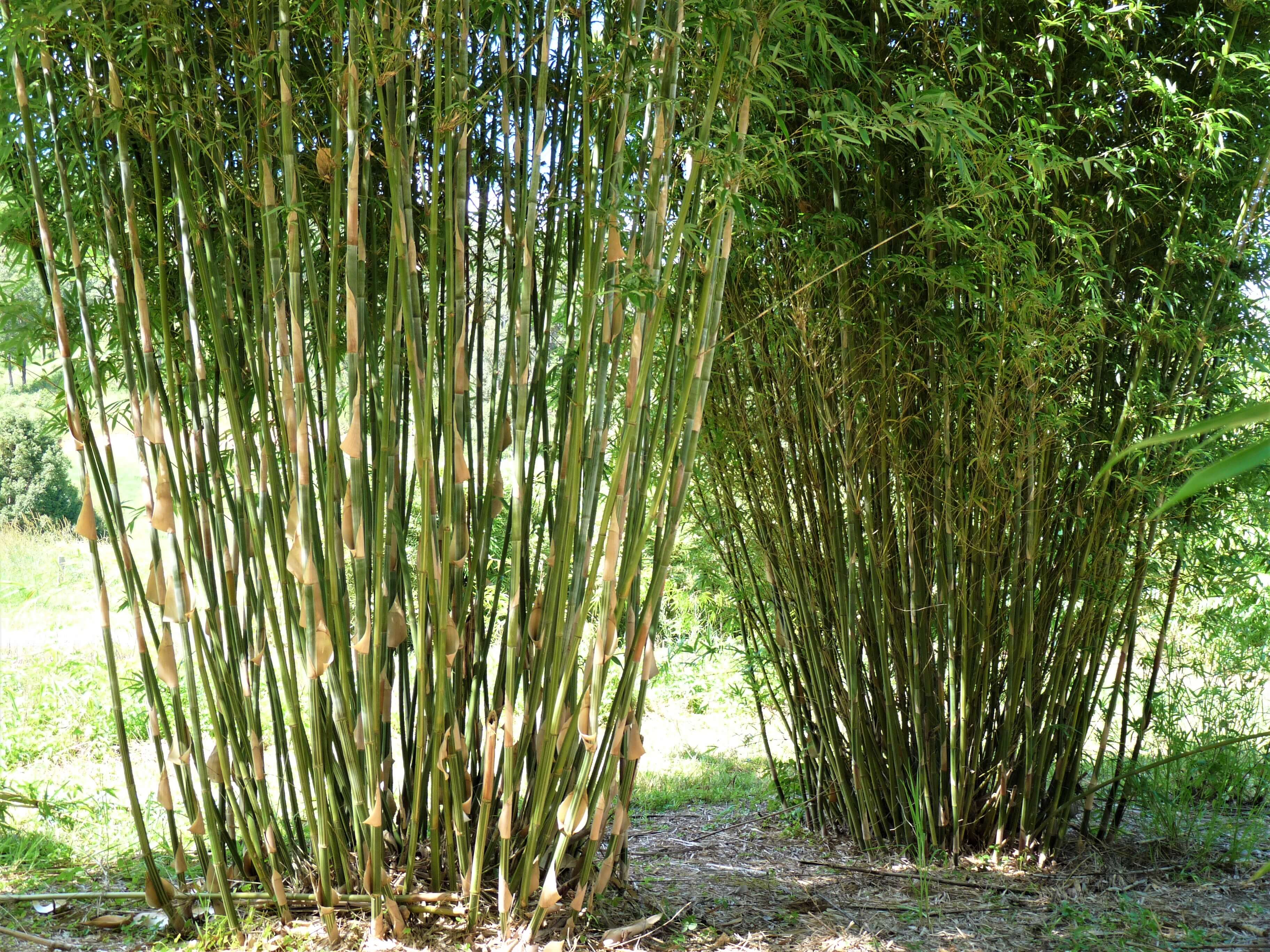  Ornamental  Bamboo  Archives Bamboo  Creations Website 2022